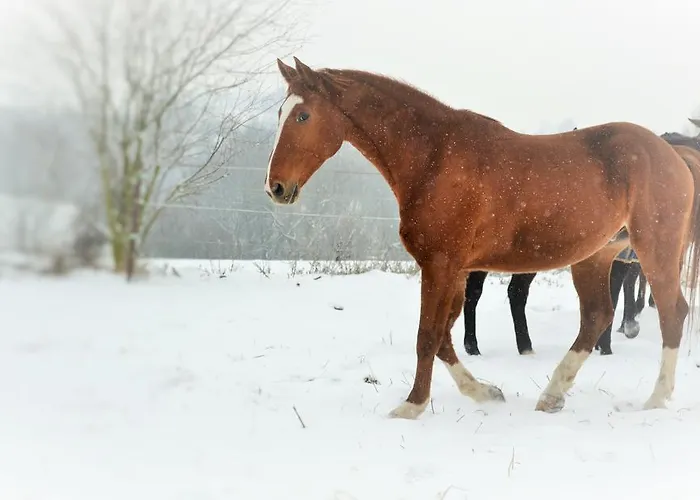 Penzion Eqilon ゲストハウス *